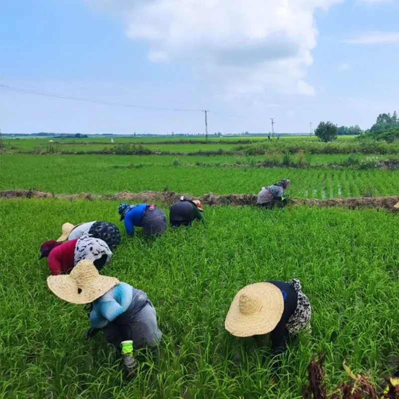 Women's Role in Iran's Agriculture