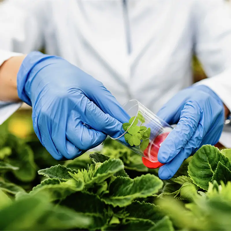 GMOs and Food Security