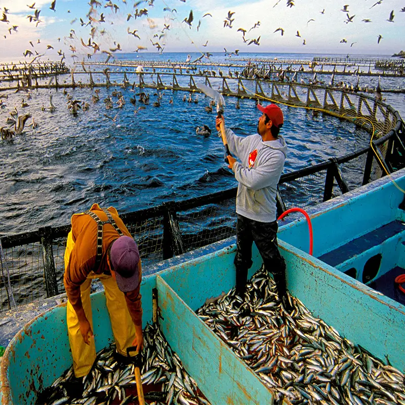 Articles 40 Cage Fish Farming: A Sustainable Solution