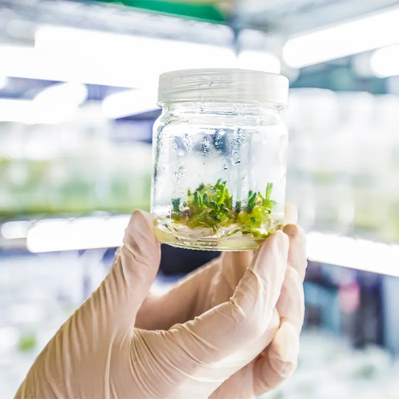 Biofactories for Food Production with Molecular Farming