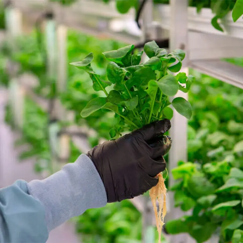 Future of Modern Agriculture with Hydroponics & Aeroponics