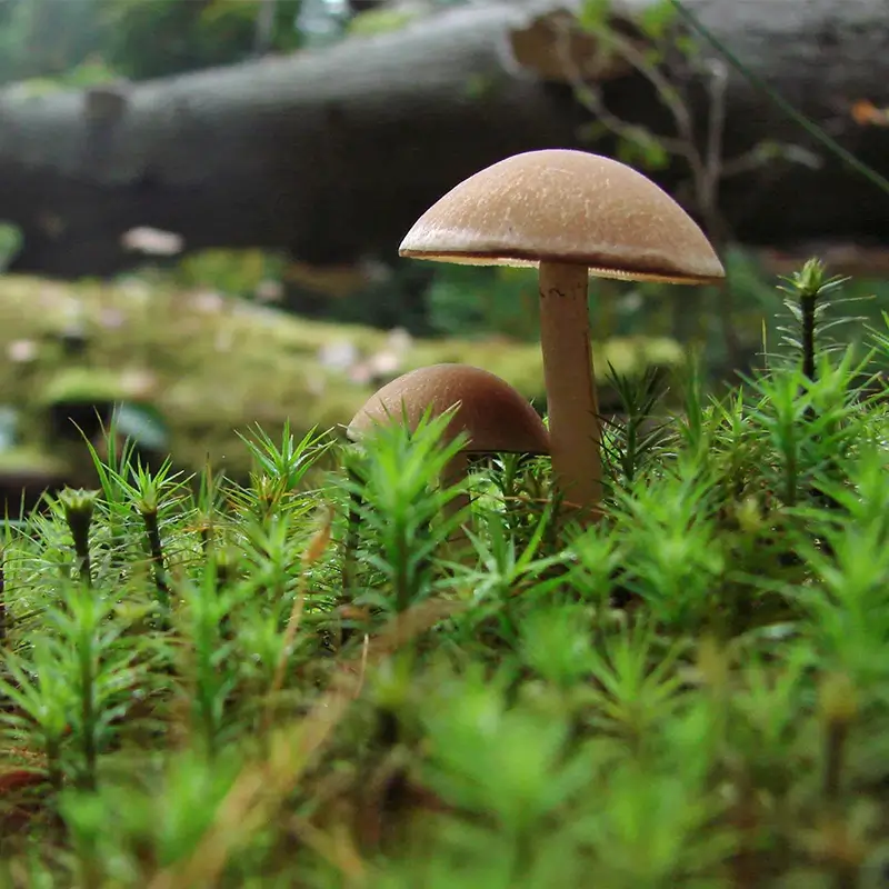 Mycorrhiza Symbiosis in Agriculture for Nutrient Uptake