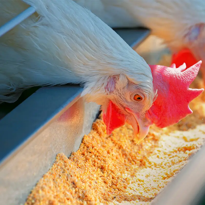 The Role of Probiotics in Enhancing Food Security and Livestock and Poultry Health