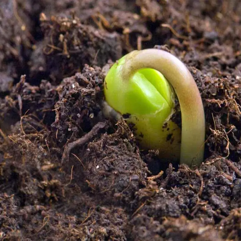 What is Probiotic Agriculture and Its Benefits?