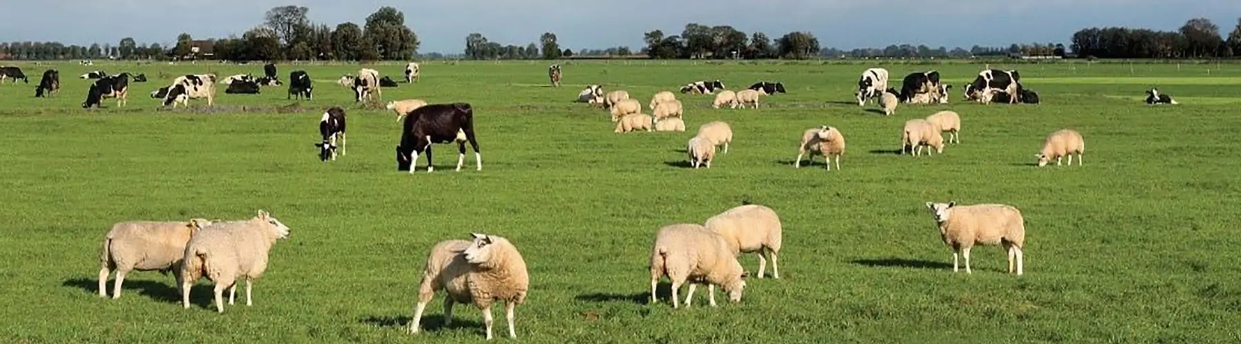 Enhancing Ruminant Resilience Through Viral Gene Therapy