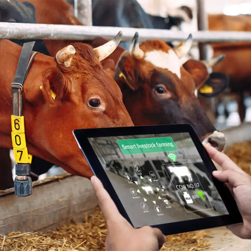 Livestock Health Monitoring with Smart Sensors and Artificial Intelligence