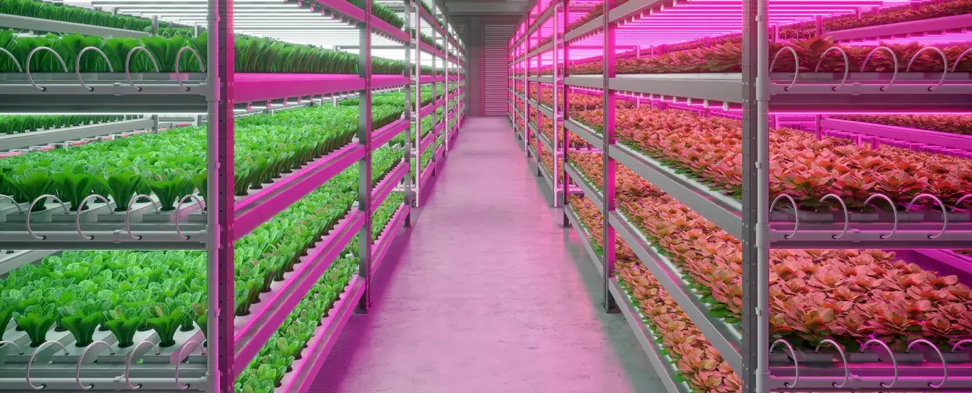 New Horizons in Agriculture Enhancing Crop Efficiency with Photonics Technology and Smart Lighting