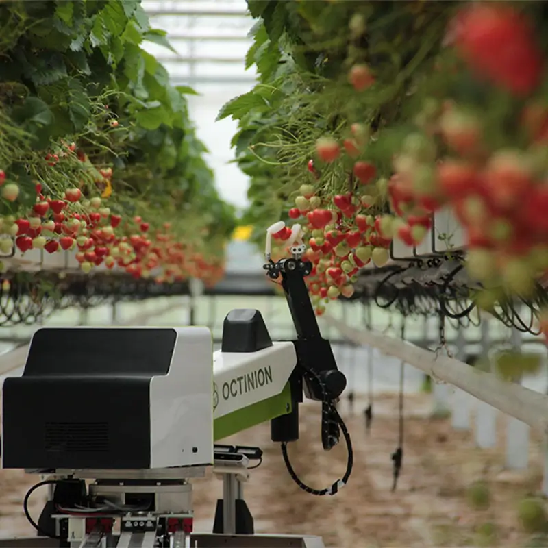 Precise Harvesting of Delicate Fruits in Smart Farms with Soft Robots