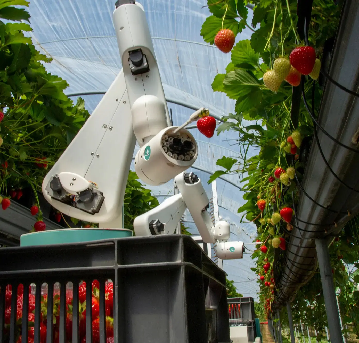 Precise Harvesting of Delicate Fruits in Smart Farms with Soft Robots