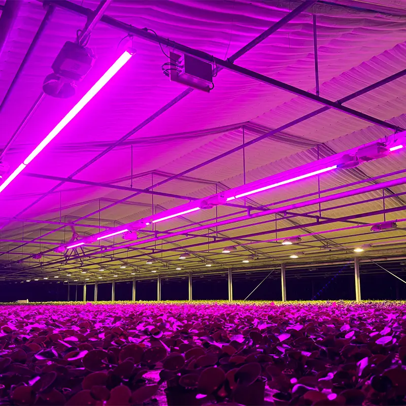 Articles 10 Spectral Lighting Technology in Greenhouses to Enhance Crop Growth and Quality