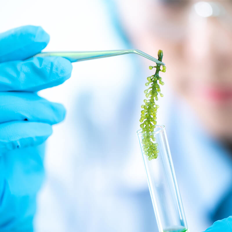 Sustainable Bioplastics for a Greener Future