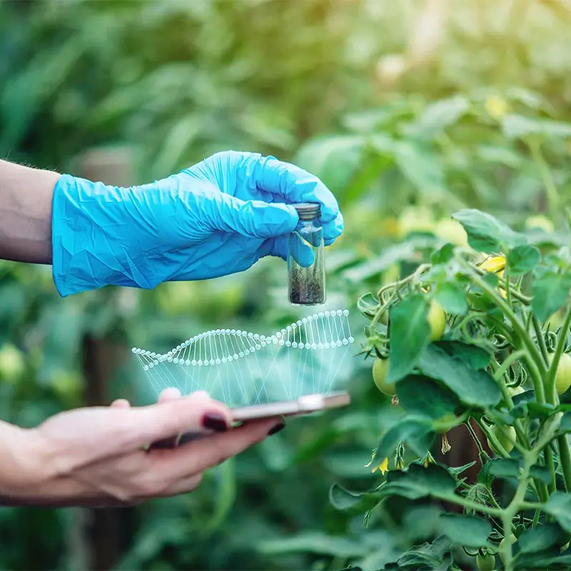ویرایش ژن CRISPR و تأثیر آن بر امنیت غذایی