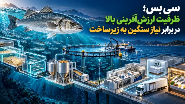 سی‌بَس؛ ظرفیت ارزش‌آفرینی بالا در برابر نیاز سنگین به زیرساخت | زنجیره سرمایه‌گذاری سی‌بَس از مولدسازی و تکثیر، بچه‌ماهی و خوراک تخصصی تا قفس دریایی، پایش سلامت، فرآوری، زنجیره سرد و بازار